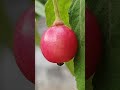 Beautiful red fruit #nature #plants #greenchoices #trees #fruit #flowers #gardening #ornamentaltree