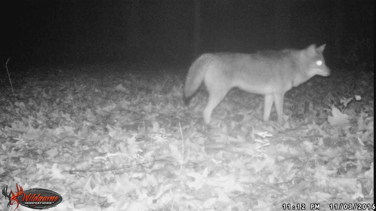 Wolf In Missouri Ozarks YouTube