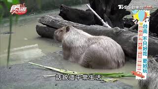 南台灣最大「野生動物園」！超療癒水豚君、超可愛長頸鹿【食尚玩家】節目精華20200929