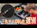 【三色ラメ体外光の選別】累代に向けてオスの選び方が重要/選別基準は血統によっても変わる