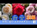 #60 色別に紹介!おすすめの木立バラ(前編)【条件:ブランドローズ、タイプ1以上】