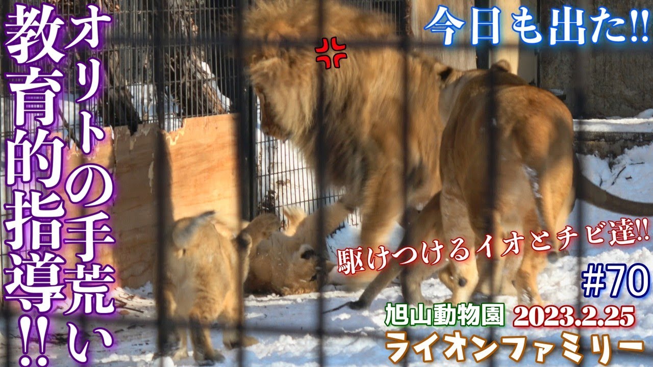 【今日もオリトはご機嫌ななめ？今日も出た！！オリトのチビ達への手荒い教育的指導！！】オリトファミリー劇場#70【2023/2/25旭山動物園のライオン一家】