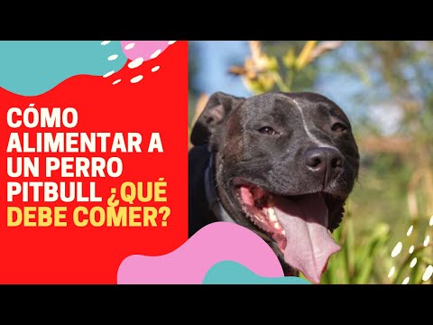 Video: Características físicas de los cachorros Pitbull