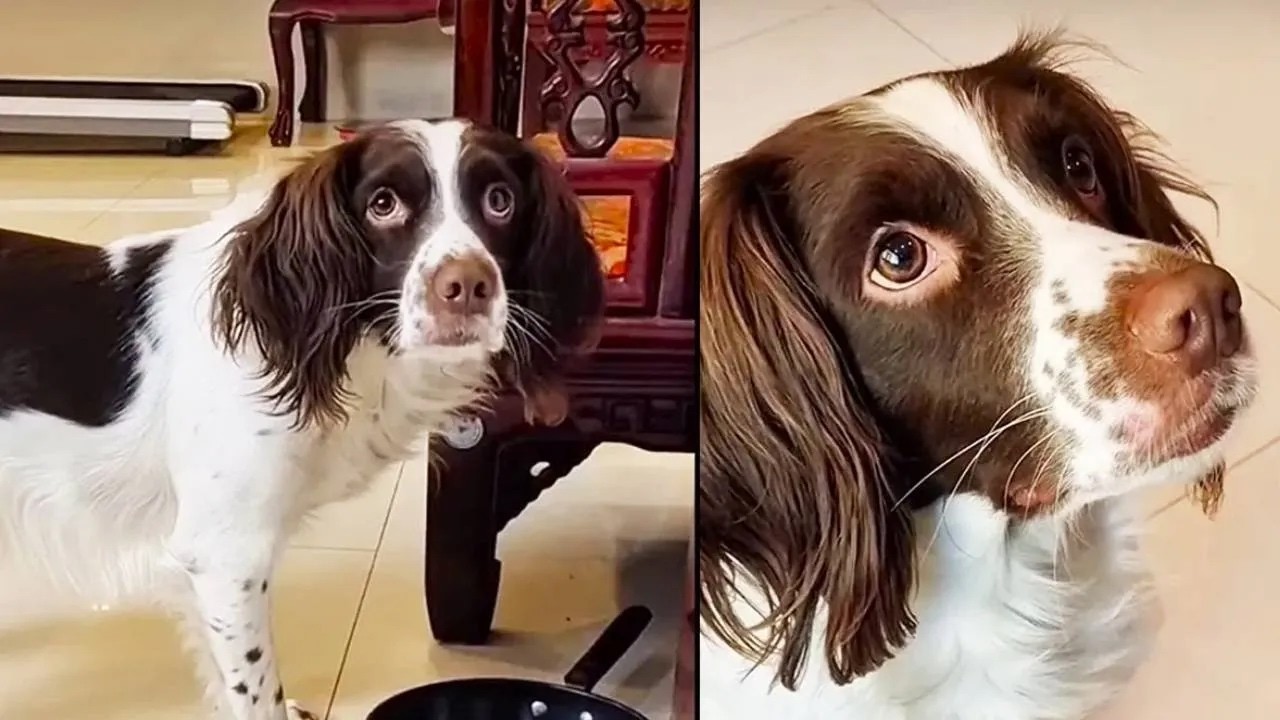 顶流“男明星”惊现容貌危机！仔仔：嘴歪了还怎么撩妹？在线求救！ 【靓仔日记】