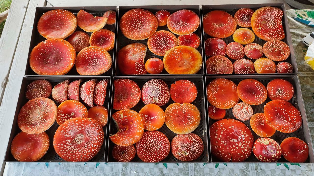 Як правильно сушити червоний мухомор