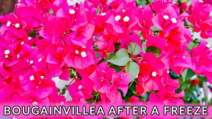 Protecting Bougainvillea from Winter: Tips and Tricks