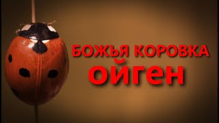 Ойген - Божья коровка