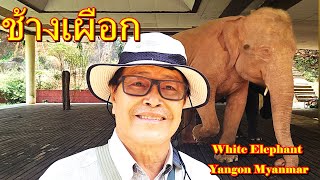 ช้างเผือกที่ย่างกุ้ง พม่า,White elephants  Yangon Myanmar,พระหยกขาว,kyauk taw gyi (white marble ป)