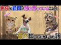 【ほぼ実話】担任と部活顧問が付き合っていることを偶然知ってしまった話【猫ミーム】【猫マニ】