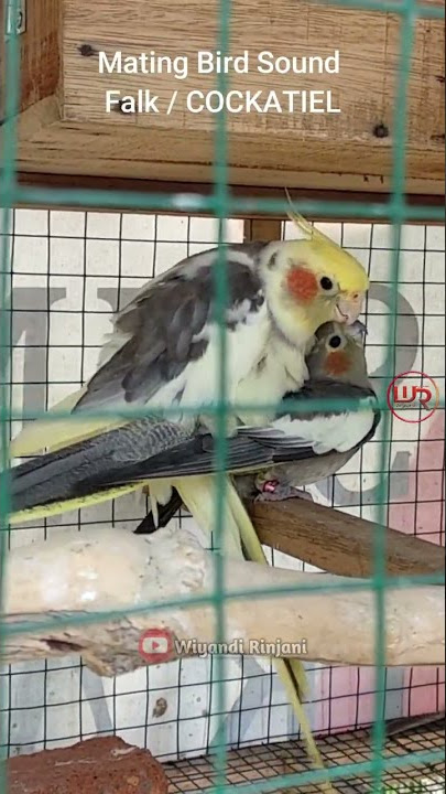 SUARA BURUNG FALK KAWIN | Cockatiel Mating Bird Sound SHORT