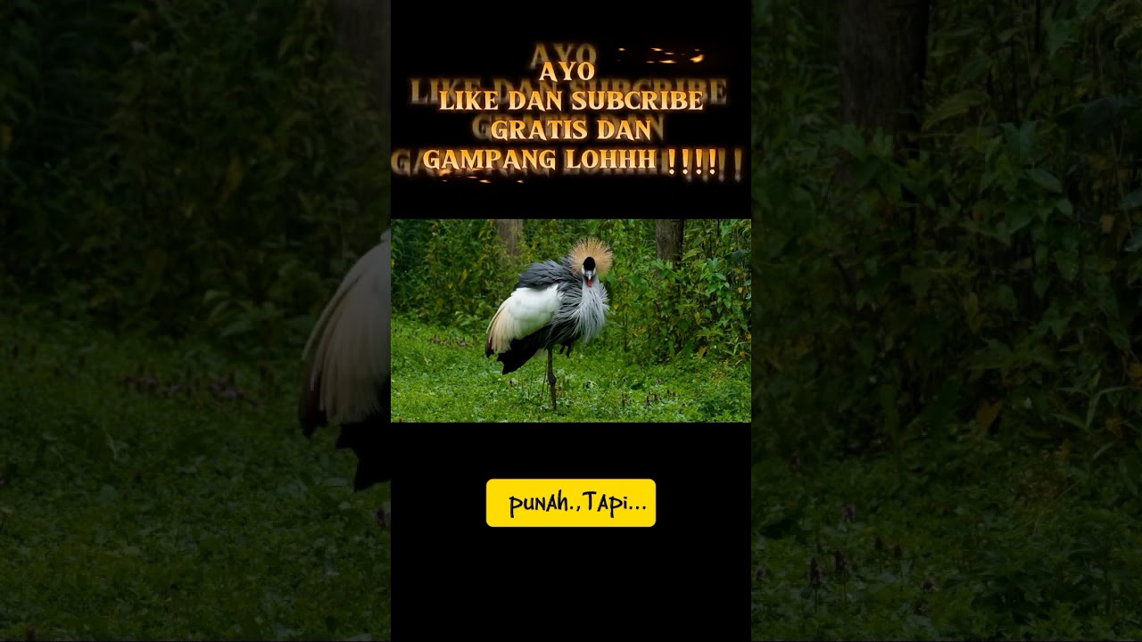 Burung Ini Punya Mahkota Emas?! Fakta Jenjang Mahkota Bikin Kaget! #animals #faktaunik #burung