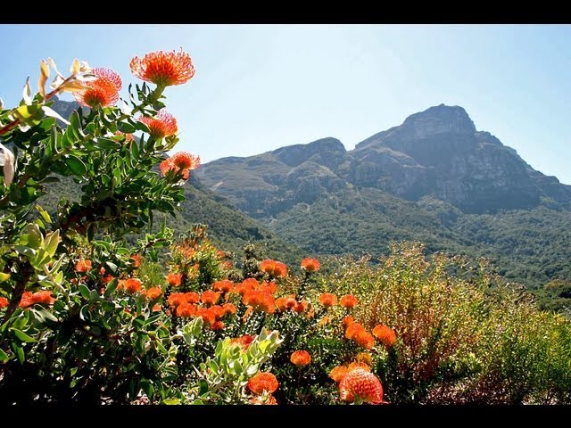 Kirstenbosch