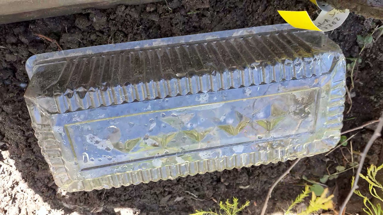 Посеял тополь корейский гибрид. Так выглядят проросшие семена. Небольшой обзор.