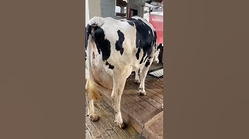 The Future of Farming: Robots Milking Cows in Japan  🤯