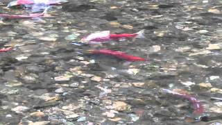 Adams River Sockeye.avi by KJWVideo 67 views 13 years ago 1 minute, 34 seconds