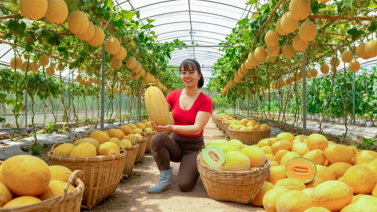 TIMELAPSE -- Pick 50Kg of the Best Melons from the Garden - Cook Traditional Dishes