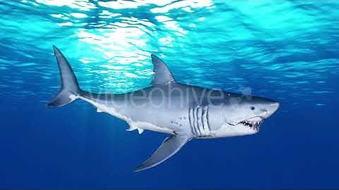 Shark Attack V3 | Motion Graphics - Envato elements