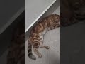 whenever I start recording my cat # 😺 like and subscribe