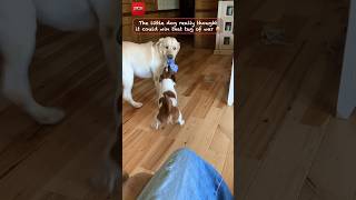 Tiny dog loses tug of war instantly #shorts #dog #funny #pets #cute #fypシ #fail