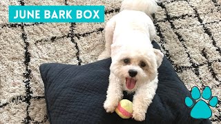 Bark Box June 2020 Unboxing and Review