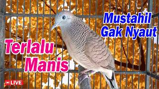 Perkutut BeTINA memanggil Jantan - suara memancing bunyi