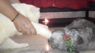 കാത്തിരുന്നു കിട്ടിയ മൊഞ്ചത്തി.ഉണ്ണിക്കുട്ടന്റെ വിവാഹം 😄😄😄😄കഴിഞ്ഞുട്ടോ. screenshot 5