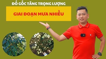 Đổ gốc tăng trọng lượng trong giai đoạn mưa nhiều  | Nông Nghiệp Tây Nguyên TKA
