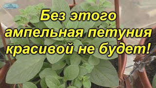 видео: Выращиваете ампельную петунию? Обязательно сделайте с ней это! картинка: Выращиваете ампельную петунию? Обязательно сделайте с ней это!