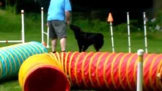 Nova Agility Class May 24 Nova 3