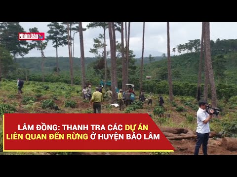 Video Lâm Đồng: Thanh tra các dự án liên quan đến rừng ở... - youtube