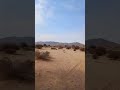 44 قصة الذيب المغلوث الي رثع في القرية يرويها العم الفاضل ابو فهد مساعد الحربي