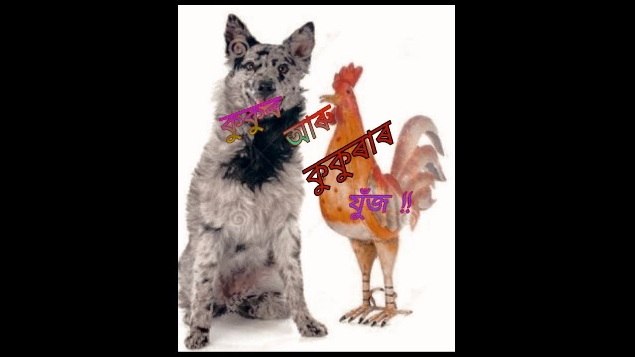 Dog n cock fight