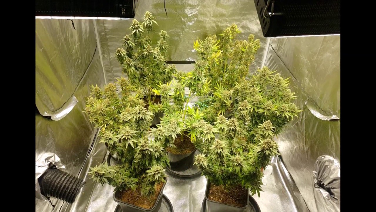 Skyline led, Strawberry Banana & lemon haze