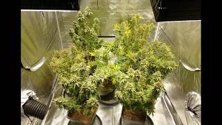 Skyline led, Strawberry Banana & lemon haze