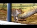 Lion Roaring at Lincoln Park Zoo