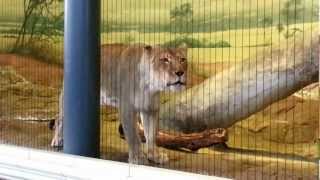 Lion Roaring at Lincoln Park Zoo