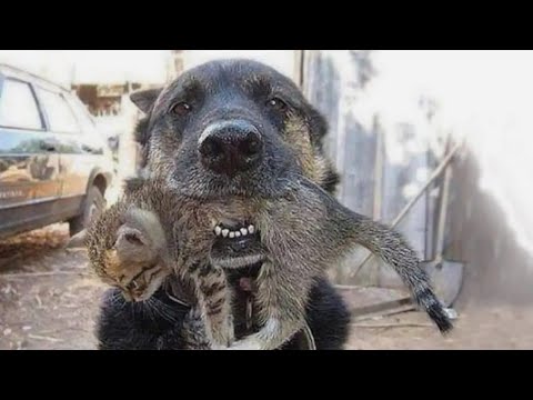 Brave Dog Rips Through Burning House To Save Kitten Friend