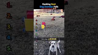 Ranking Best Dog Zoomies Fails