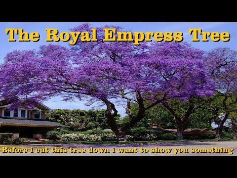 Video: Pruning Royal Empress Ntoo: Thaum Thiab Yuav Ua Li Cas Prune Ib tsob ntoo Paulownia