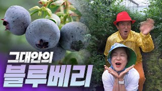 6시 내고향 [그대안의 블루베리] KBS제주 250521방송