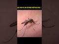 The Only Place On Earth With Zero Mosquitoes!  #facts #factshorts