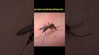 The Only Place On Earth With Zero Mosquitoes! #facts #factshorts