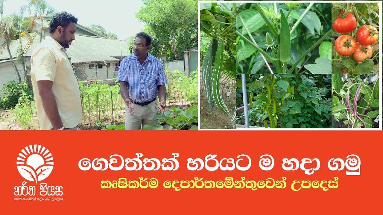 ගෙවත්තක් හරියට ම හදා ගමු... කෘෂිකර්ම දෙපාර්තමේන්තුවෙන් උපදෙස් Home Gardning