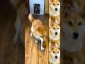 【保護犬たち】　はしゃぐ柴犬