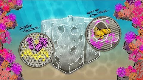 Biomimicry Design - How Marine Habitats are Informing New Concrete Designs! | Coastline Protection