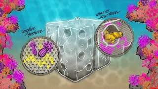 Biomimicry Design - How Marine Habitats are Informing New Concrete Designs! | Coastline Protection