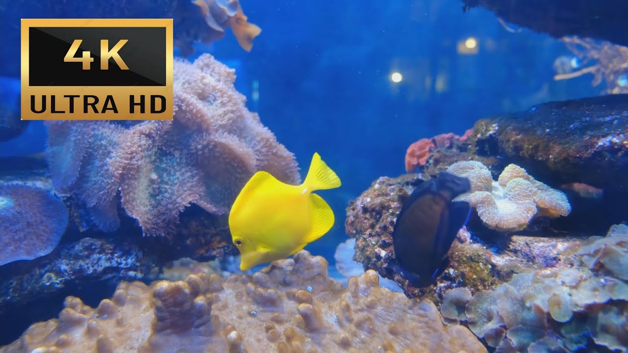 Underwater World In 4K UHD With Relaxing Music.