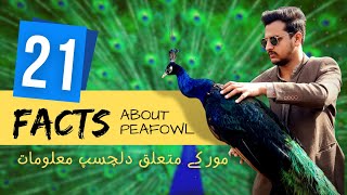 Facts about Peacock | All in One Video | 15 years of experience | Peacock Villa