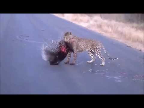 Леопард хочет Дикобраза