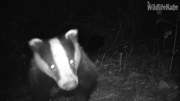 Badger licking camera